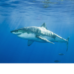 GREATWHITESHARKSQUAD