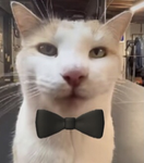 Mission bobux
