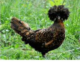 Ultimate Chicken bash