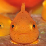 Da Fish Plug