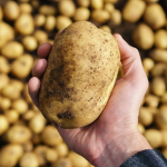 PreppyPotatoss