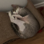 AdoptStudios