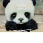 Cuteeee Panda Group Out