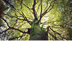 da tree gang