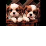 Cachorritos :3