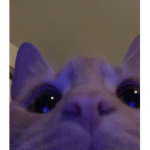 •milkkat•