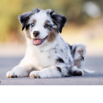 Crazy cats and dogs