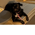 PugSuperClub