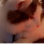 Jazmine<3