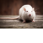 RaT"s FoR liFe!