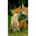 Foxclanforyou