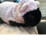 My bunny coco