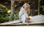 monkeys together #