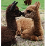 #lama squad