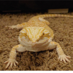 ~·beardies·~