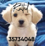 Rattedih
