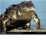 Beware of the Crocodiles