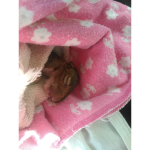 I love animals group come and make new friends