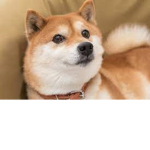 giving robux to doges