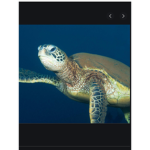 TEAM TURTLE123