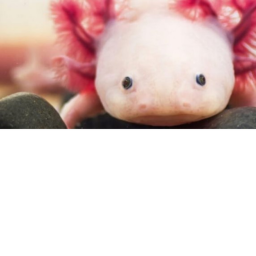 swim with an axolotl!