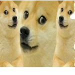 Doge life Studios