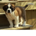 st.bernard army