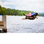 Doggie_forever
