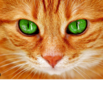 Le chat bricoleur