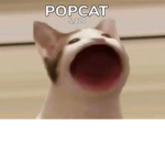 Popcat Studios!