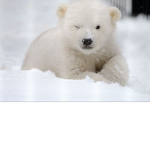 Kates polar bears<3