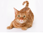 kitten cat group