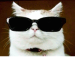 Cool cat’s