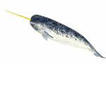 Narwhals hangout!