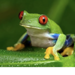 The froggy baddies