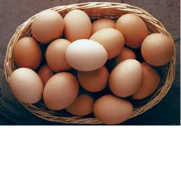 Egg gang hangout