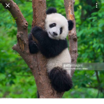 Forza I Panda