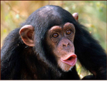 Monkeys Clothing