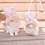 RABBIT REPUBLIC