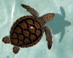 -turtles!-