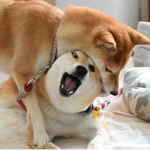 THE DOGE FAN CLUB!!!!!