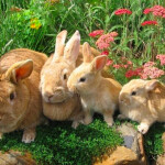  *:･ﾟ✧*:･ﾟ✧