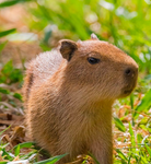Die coolen capybaras