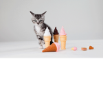 Kitty Squady Kitty