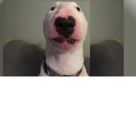 oh yes the robux for my doggy