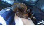 Cat Clan :D