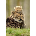 Cheetah awesome group
