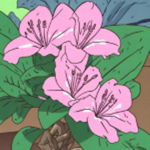 ~Azalea's~