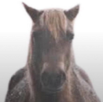 evil intimidating horse