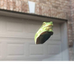 Froggie Cult!